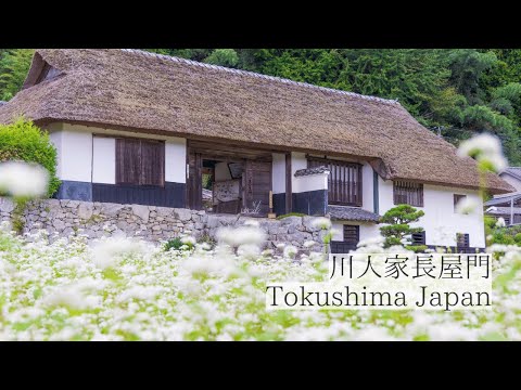 【説明字幕】長屋門とそばの花が織りなす歴史の風景/川人家長屋門　Kawahitoke Nagaya-mon Gate