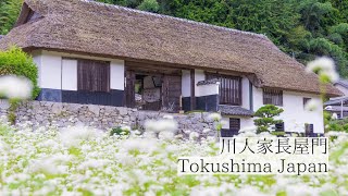 【説明字幕】長屋門とそばの花が織りなす歴史の風景/川人家長屋門　Kawahitoke Nagaya-mon Gate