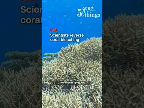 Scientists reverse coral bleaching