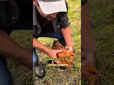 วิธีทำให้ไก่หลับในไม่กี่วิ!🤯🐔