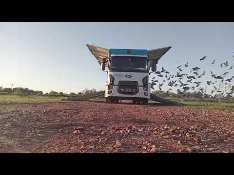 22-11-2025 : Suelta del CIP desde Villa Angela, Chaco