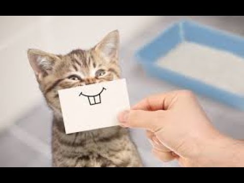 Baby Cats - Cute and Funny Cat Videos Compilation | funny Cats |