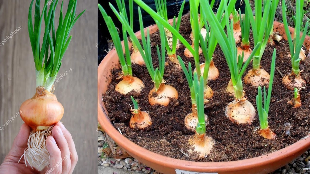 Como plantar Cebola,  Veja nossa incrível colheita no Sítio!