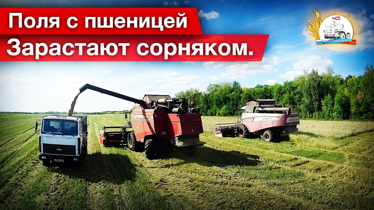 Ну и поле. то ли пшеница, то ли силос? Азы ремонта комбайна от ЛеонидОвича.