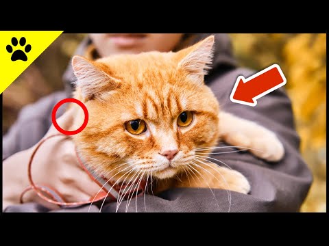 THIS is Absolutely Taboo With Your Cat - IT'S Suffering!