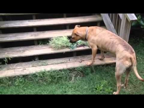 Meghan taste-tests the beans