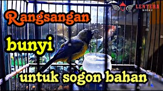 Download lagu Sogon bahan | rangsangan bunyi sogokontong ombyokan mp3