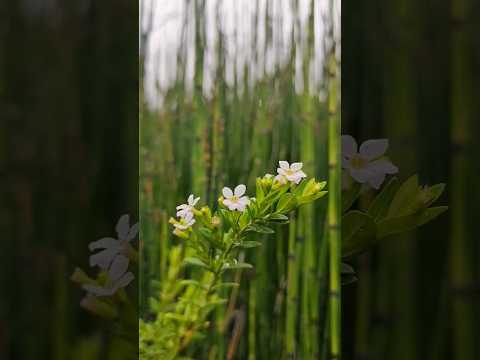Pretty little flowers 🤍