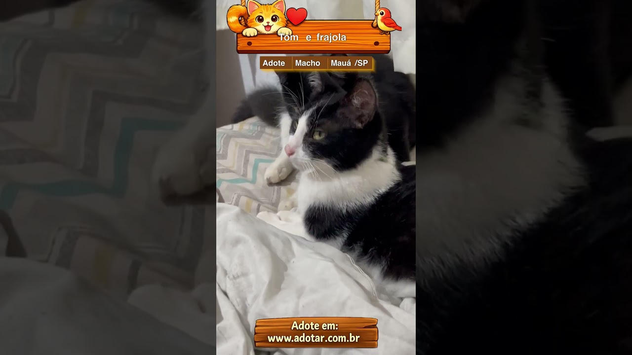 Gato raça SRD-ViraLata idade 2 a 6 meses nome Tom e frajola