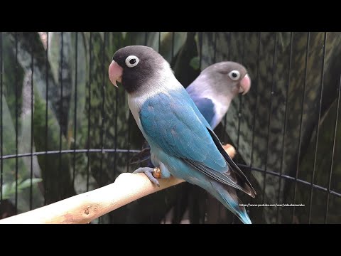 Lovebird Chirping Sounds 7 Hours -...