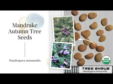 Mandragora autumnalis Mandrake Autumn Seeds European Evergreen Organic Garden Tree Shrub Planting US
