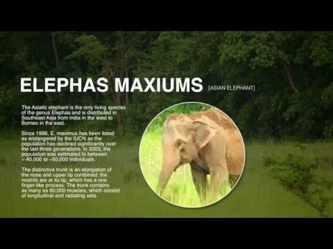 Pixel Film Studios - ProMagnify Lesson - Self-Animating Magnification Tools - Final Cut Pro X