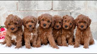 Video preview image #1 Cavapoo (Miniature) Puppy For Sale in DORNSIFE, PA, USA