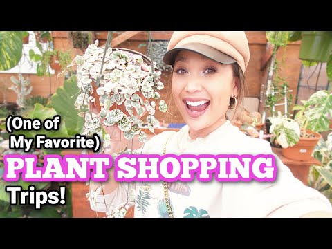 I Drove 2 Hours To Go Plant Shopping for Unique, Affordable Plants! | Succulents Maryo