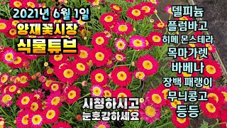 지금까지 이런식물 채널은 없었다.. 이것은 눈호강인가 힐링채널인가~ #양재꽃시장 #식물튜브 #plant tu…
