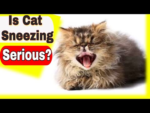 Is cat sneezing serious? Can cat sneezing infect humans?