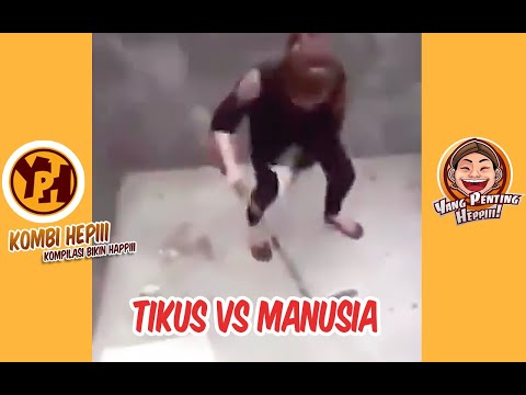 kombi-heppiii-tikus-vs-manusia