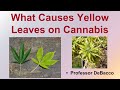 What Causes Yellow Leaves on Cannabis