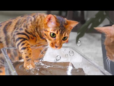 Why do Cats like to Play in Water?ㅣDino cat