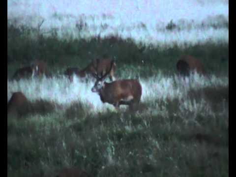 Die TOP 10 Hirsche der ersten Brunftwoche in Pommern!