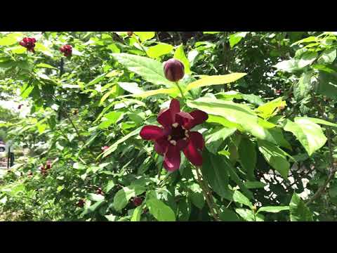 Learn to Grow: Carolina Allspice
