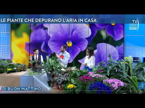 Di Buon Mattino (Tv2000) - Puntata del 28 febbraio 2023