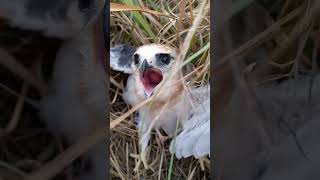 eagle baby took first flight (p3)#viral #trending #shortfeed