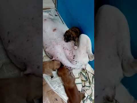 PIX  AJUDA 71988767722 MARIA CRUZ  VAMOS  AJUDAR SALVAR OS FILHOTES DAS CADELAS DE RUA