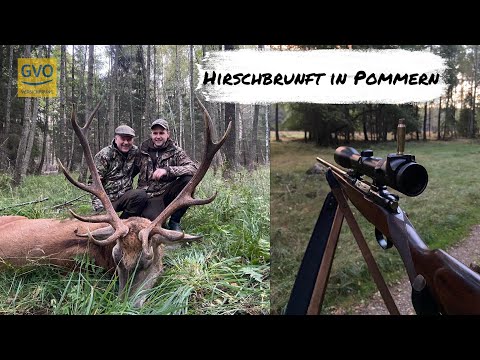 Red deer rut in Pomerania - 2 stags killed - Exciting stalk of an old red deer!