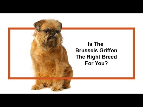 Brussels Griffon Breed Video