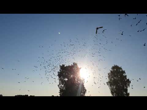 Miastko krótki lot.