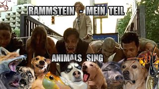 Rammstein - Mein Teil (Animal Cover)