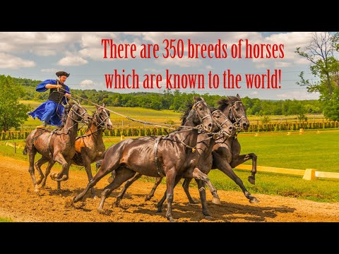 Horses are human beings Happy friend dear!