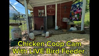 8/17/26 Chicken Coop Cam with LIVE Bird Feeder. #birdwatching #chickens #backyardChickens #homestead live webcam
