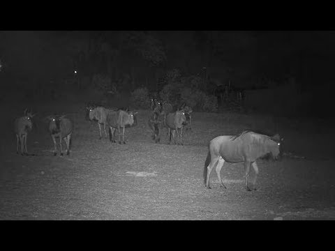 Djuma: Wildebeest herd at night - 19:15 - 11/10/19