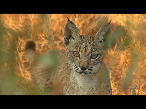 WildMed The Last Mediterranean Forest