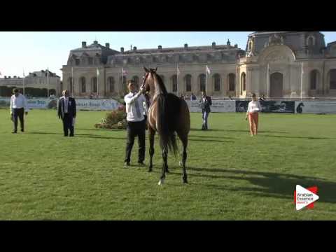 N.65 MAESTRO DES ALPES - Chantilly 2015 AWC - Colts 3 years old (Class 8)