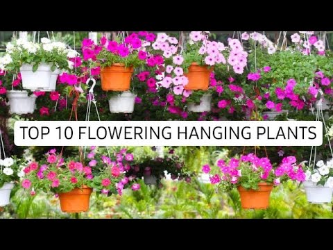 TOP 10 FLOWERING HANGING PLANTS