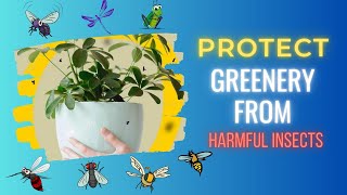 How To Get Rid Of Flying Insects In Indoor Plants??Super Effective Methods