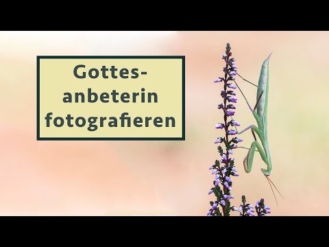 Gottesanbeterinnen - Making of & Tipps für bessere Fotos - Naturfotografie Tutorial