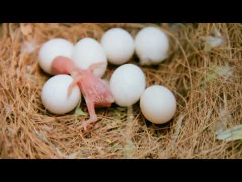How Much Time Does It Take For A Budgie Egg To Hatch