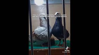 Download lagu setori wa merpati mp3