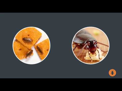 Cockroach Facts: Homeowner’s Guide to Pest Control