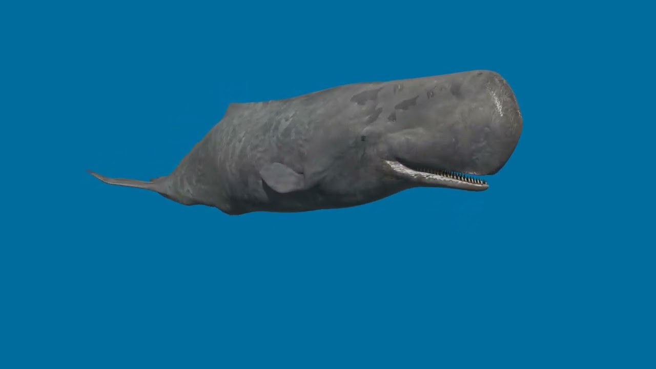 Photoreal Sperm Whale 8K - 3d animated 3D Model