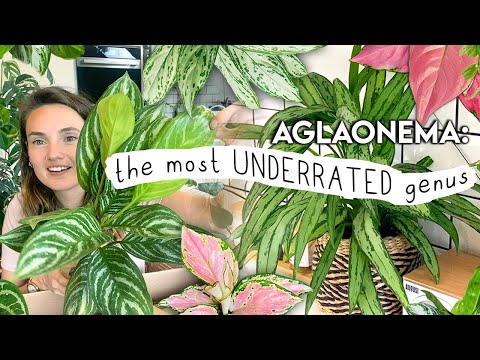 this will make you buy more plants... AGLAONEMA Collection Tour, Unboxing + Tips 🌱