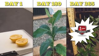 How To Grow Lemon Tree Seeds from Seed to Tree in 1 Year