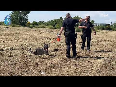 Giallo del cadavere: le ricerche si spostano in un campo vicino. Prelevata una porzione di terreno