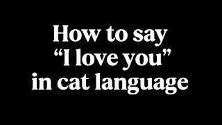 Download lagu How to Say ‘I Love You’ in Cat Language!Understanding Your Cat’s Affection! mp3 Download lagu How to Say ‘I Love You’ in Cat Language!Understanding Your Cat’s Affection! mp3