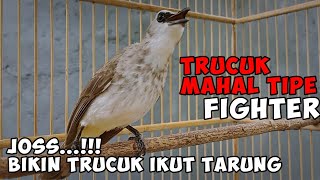 Download lagu Trucukan Fighter Harga Mahal Josss..!!! Bikin Trucukmu Ikut Tarung Dan GACOR. mp3 Download lagu Trucukan Fighter Harga Mahal Josss..!!! Bikin Trucukmu Ikut Tarung Dan GACOR. mp3