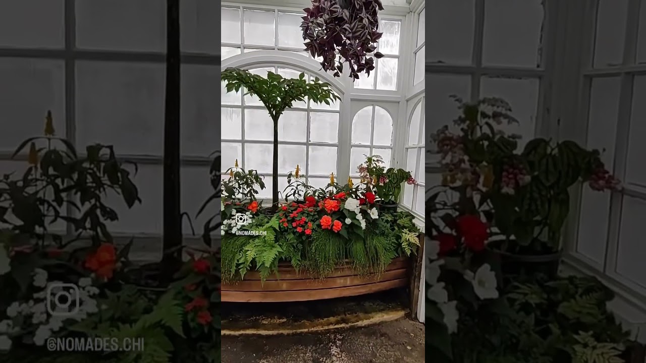 YouTube Short thumbnail